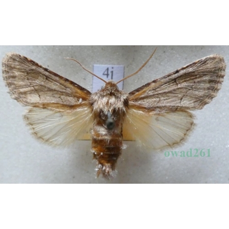 Luperina testacea (Denis & Schiffermüller, 1775) Czech4j